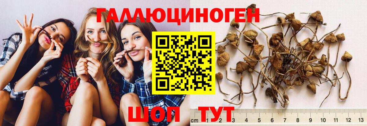 Москва  Галлюциногенные грибы GOLDEN TEACHER  Вход с VPN 